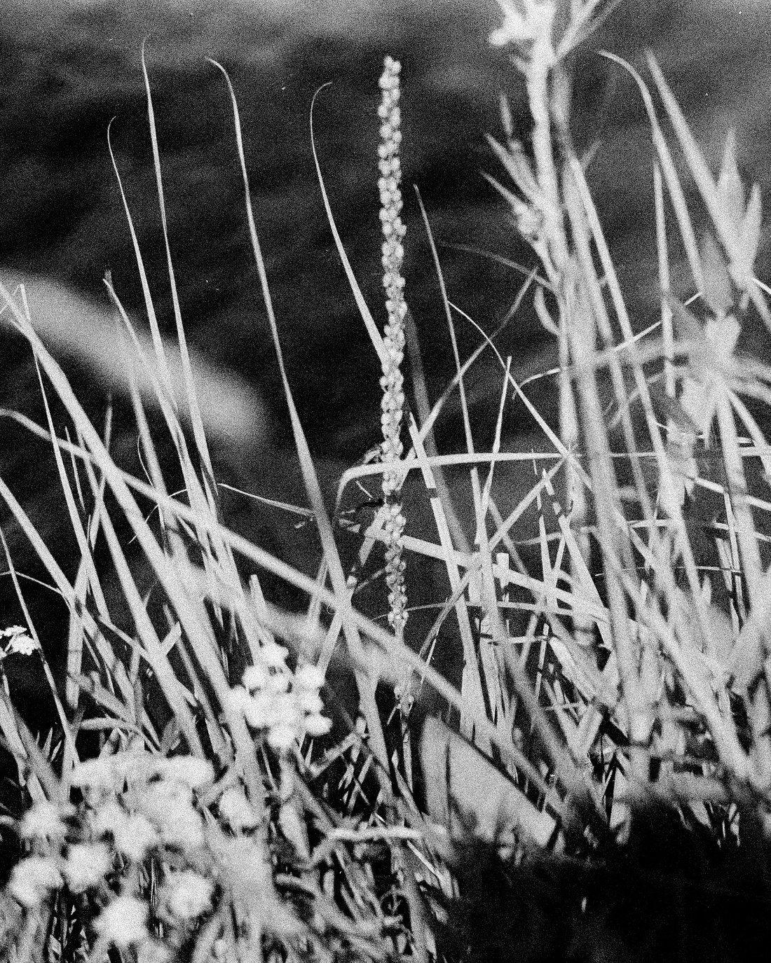 Field Study